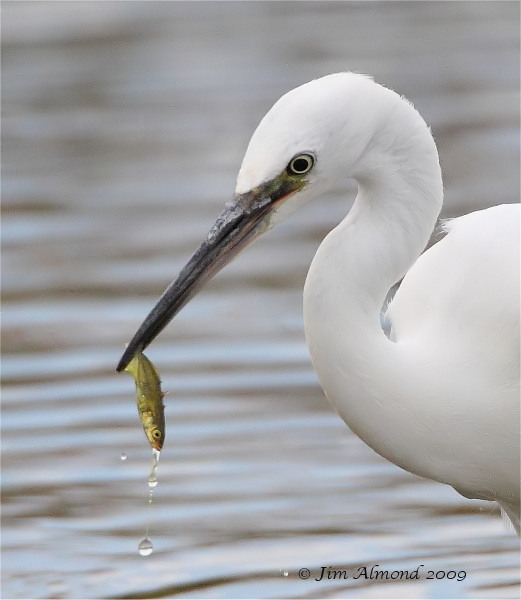 Little Egret with fish VP 1 8 09 IMG_0876